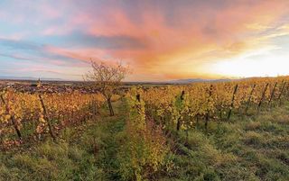 image de vignoble en Alsace