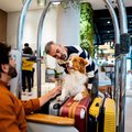 Ferien mit Hund, hundefreundliche Hotels, Hundetourismus Schweiz, Reisen mit Hund, hundefreundliche Destinationen, VSTM, Verband Schweizer Tourismusmanager:innen