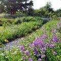 Hotelgarten, Mikroklima, Biodiversität, Nachhaltigkeit, Aussenräume, Klimaanpassung, Transpirationskälte