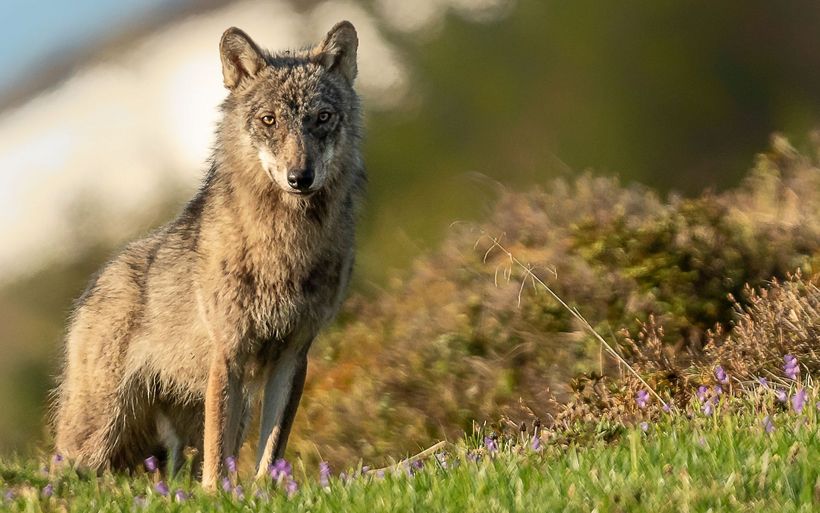 Eine Wolfssichtung ist Glückssache – Jungwolf des Calanda-Rudels.