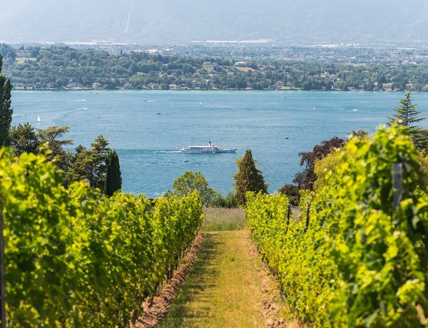 vignes genevoises 