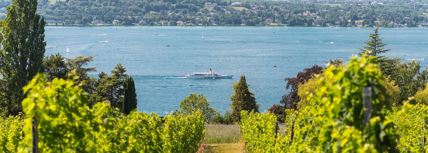 vignes genevoises 