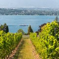 vignes genevoises 
