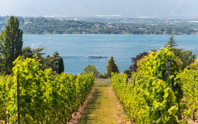 vignes genevoises 
