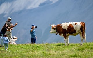 Jungfrau Region, Logiernächte, Tourismus, Grindelwald, Marketing, Verwaltungsrat, Beherbergung