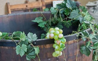 Aus einem Fass zum Keltern ragen weisse Weintrauben und Rebenblätter heraus.