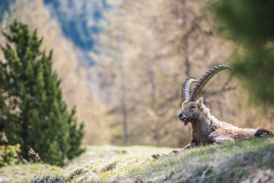 1,5 Millionen mehr für den Bündner Tourismus htr.ch