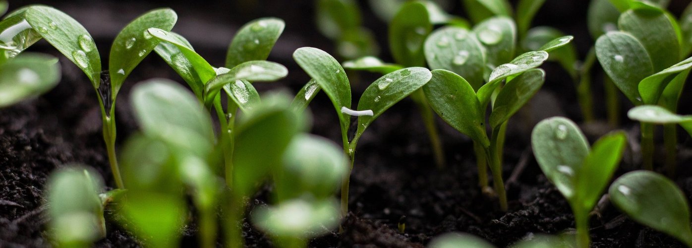 Greenwashing, Nachhaltigkeit, Hotellerie, Umweltversprechen, Nachhaltigkeitskommunikation, Swisstainable, EU-Richtlinie EmpCo, unlauterer Wettbewerb