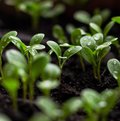 Greenwashing, Nachhaltigkeit, Hotellerie, Umweltversprechen, Nachhaltigkeitskommunikation, Swisstainable, EU-Richtlinie EmpCo, unlauterer Wettbewerb