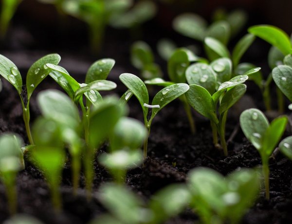 Greenwashing, Nachhaltigkeit, Hotellerie, Umweltversprechen, Nachhaltigkeitskommunikation, Swisstainable, EU-Richtlinie EmpCo, unlauterer Wettbewerb