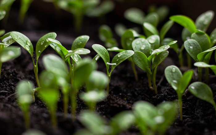 Greenwashing, Nachhaltigkeit, Hotellerie, Umweltversprechen, Nachhaltigkeitskommunikation, Swisstainable, EU-Richtlinie EmpCo, unlauterer Wettbewerb