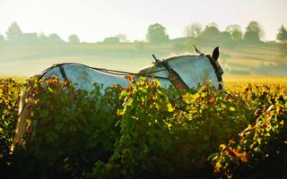cheval blanc dans les vignes Saint-Emillon