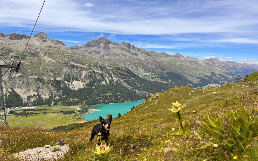 Silvaplana, Hotellerie, Hotel Albana, Conrad's Mountain Lodge, Nira Alpina, Chesa Surlej, Oberengadin